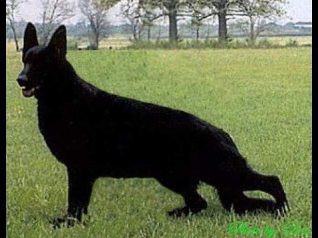 الكلب الأسود 