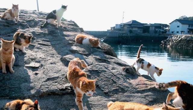 جزيرة القطط 