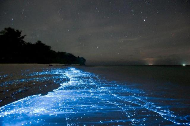 بحر النجوم في جزر المالديف 