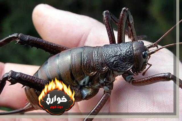 أكبر حشرة في العالم ”الويتا”