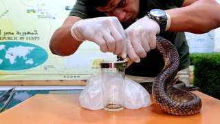 أحمد الدكرونى يحقن سم الكوبرا فى ٥ أنواع من الثعابين السامة